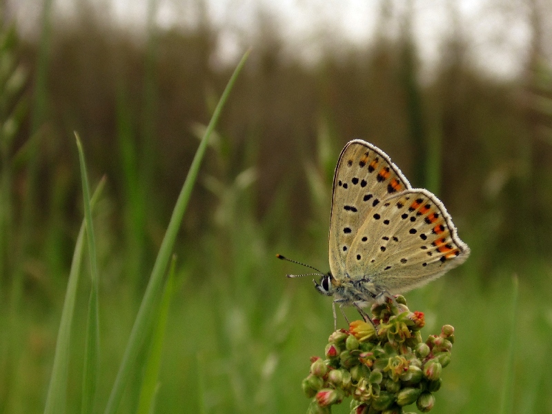 Lycaena tityrus M